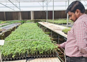 वनस्पति ग्राफ्टिंग तकनीक जलवायु-तनावपूर्ण खेती में पैदावार और किसान मुनाफे में सुधार करती है, ICRISAT अध्ययन शो