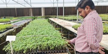 वनस्पति ग्राफ्टिंग तकनीक जलवायु-तनावपूर्ण खेती में पैदावार और किसान मुनाफे में सुधार करती है, ICRISAT अध्ययन शो
