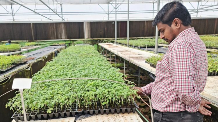 वनस्पति ग्राफ्टिंग तकनीक जलवायु-तनावपूर्ण खेती में पैदावार और किसान मुनाफे में सुधार करती है, ICRISAT अध्ययन शो