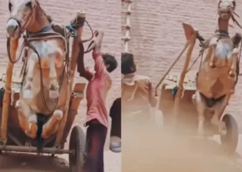 वायरल वीडियो: अमानवीय! आदमी बेरहमी से खच्चर को पीटने के लिए कार्ट, नेटिज़ेंस को सदमे में मारता है