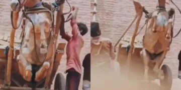 वायरल वीडियो: अमानवीय! आदमी बेरहमी से खच्चर को पीटने के लिए कार्ट, नेटिज़ेंस को सदमे में मारता है
