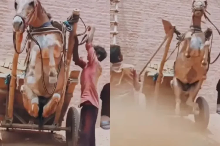 वायरल वीडियो: अमानवीय! आदमी बेरहमी से खच्चर को पीटने के लिए कार्ट, नेटिज़ेंस को सदमे में मारता है