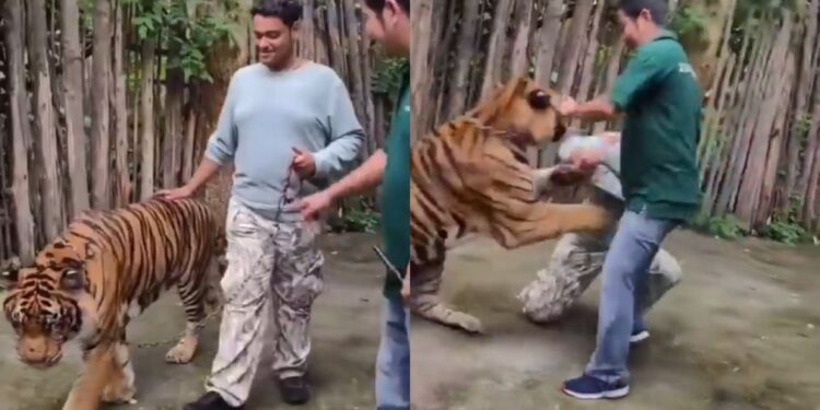 वायरल वीडियो: आदमी थाईलैंड के विवादास्पद टाइगर पार्क में टाइगर के साथ पैली पाने की कोशिश करता है, अंत विनाशकारी है