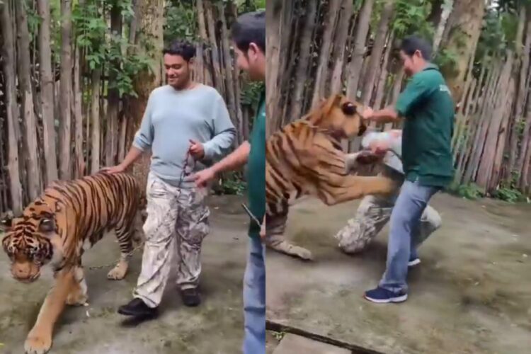 वायरल वीडियो: आदमी थाईलैंड के विवादास्पद टाइगर पार्क में टाइगर के साथ पैली पाने की कोशिश करता है, अंत विनाशकारी है