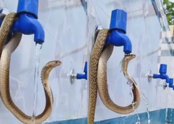 वायरल वीडियो: कोबरा एक नल के नीचे शांत पानी के स्नान का आनंद लेता है, नेटिज़ेंस भुगतान आज्ञाकारिता