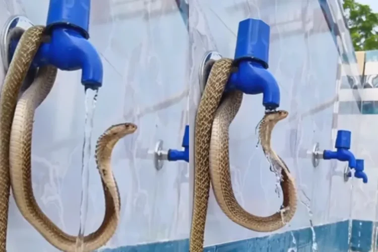 वायरल वीडियो: कोबरा एक नल के नीचे शांत पानी के स्नान का आनंद लेता है, नेटिज़ेंस भुगतान आज्ञाकारिता