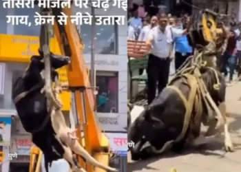 वायरल वीडियो: गाय तीसरी मंजिल तक पहुंचती है, क्रेन ने इसे नीचे लाने के लिए तैनात किया, नेटिज़ेन कहता है 'नेक काम'