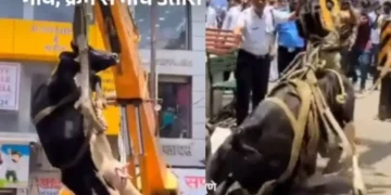 वायरल वीडियो: गाय तीसरी मंजिल तक पहुंचती है, क्रेन ने इसे नीचे लाने के लिए तैनात किया, नेटिज़ेन कहता है 'नेक काम'