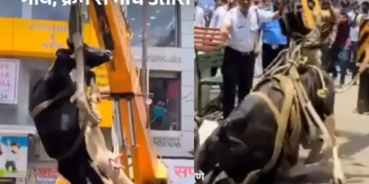वायरल वीडियो: गाय तीसरी मंजिल तक पहुंचती है, क्रेन ने इसे नीचे लाने के लिए तैनात किया, नेटिज़ेन कहता है 'नेक काम'