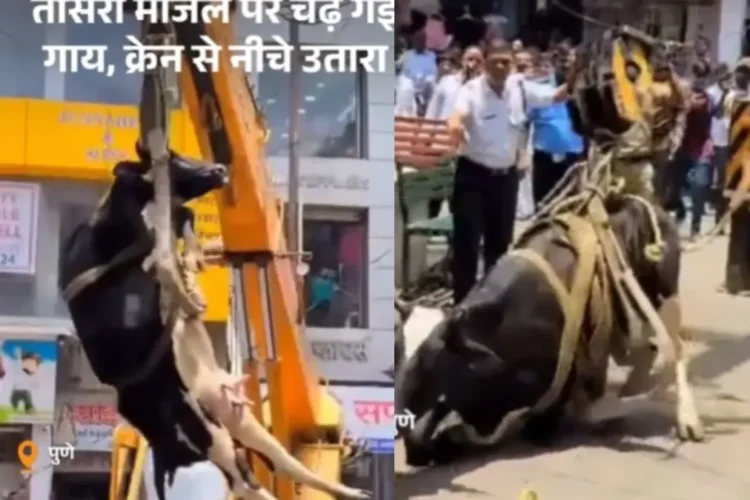 वायरल वीडियो: गाय तीसरी मंजिल तक पहुंचती है, क्रेन ने इसे नीचे लाने के लिए तैनात किया, नेटिज़ेन कहता है 'नेक काम'