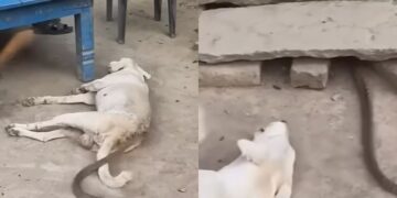वायरल वीडियो: डॉग के पास साँप मीनर्स, कैनाइन की प्रतिक्रिया भयभीत है