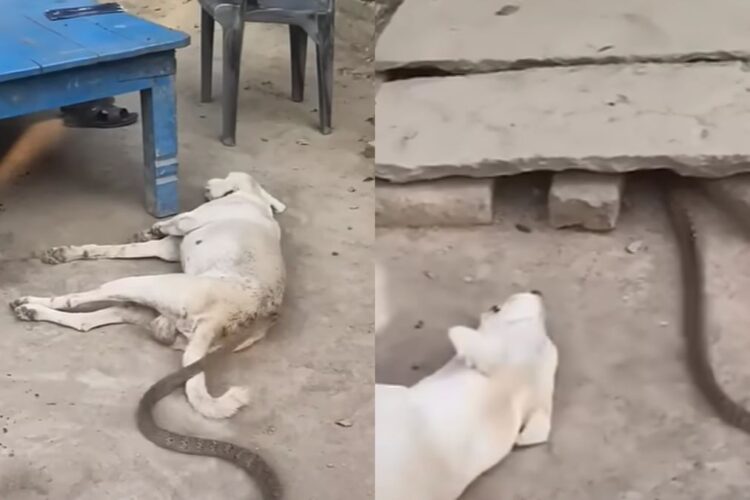 वायरल वीडियो: डॉग के पास साँप मीनर्स, कैनाइन की प्रतिक्रिया भयभीत है