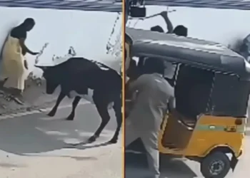 वायरल वीडियो निस्वार्थ! माँ ने बुल, नेटिज़ेंस सलामी से बच्चे को बचाने के लिए अपनी जान दांव पर लगाई