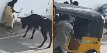 वायरल वीडियो निस्वार्थ! माँ ने बुल, नेटिज़ेंस सलामी से बच्चे को बचाने के लिए अपनी जान दांव पर लगाई