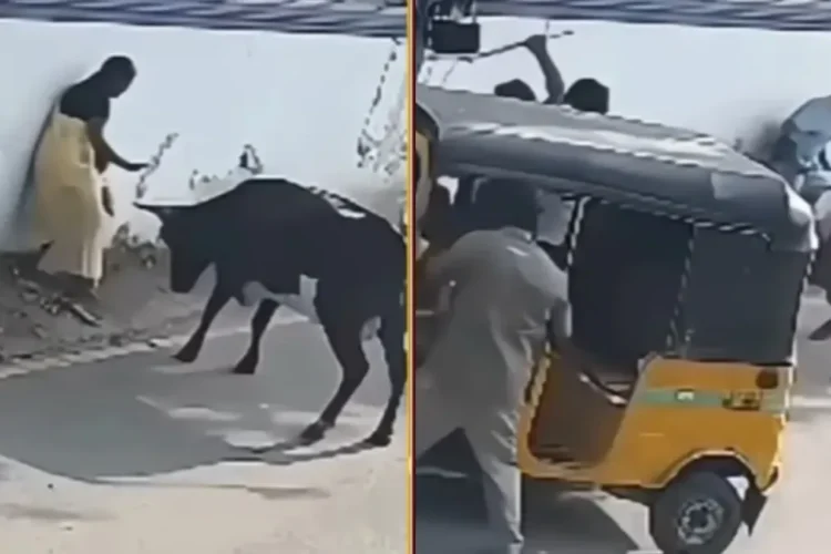 वायरल वीडियो निस्वार्थ! माँ ने बुल, नेटिज़ेंस सलामी से बच्चे को बचाने के लिए अपनी जान दांव पर लगाई