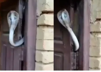 वायरल वीडियो: साँप घर के मालिक को Z+ सुरक्षा प्रदान करता है! Netizen कहता है 'अधिकतम सुरक्षा गारंटी'