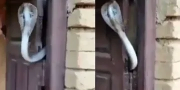 वायरल वीडियो: साँप घर के मालिक को Z+ सुरक्षा प्रदान करता है! Netizen कहता है 'अधिकतम सुरक्षा गारंटी'