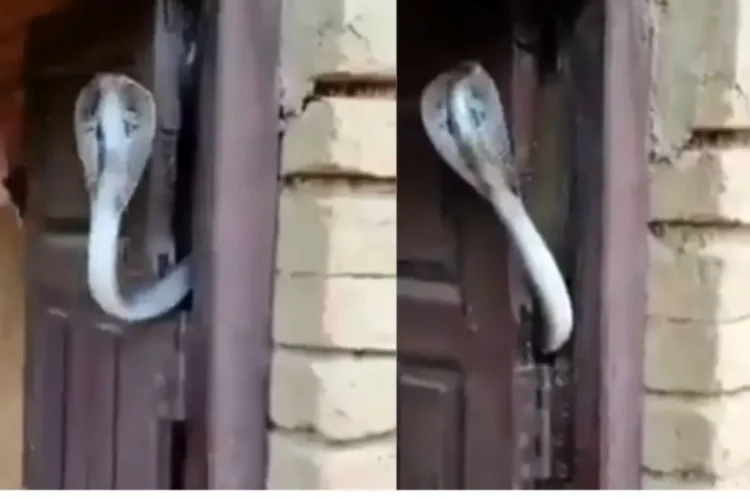 वायरल वीडियो: साँप घर के मालिक को Z+ सुरक्षा प्रदान करता है! Netizen कहता है 'अधिकतम सुरक्षा गारंटी'