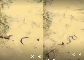 वायरल वीडियो: सांप और मोंगोज़ के बीच भीषण लड़ाई गूजबम्प्स देती है! अंत आपकी रीढ़ को ठंडक भेजेगा
