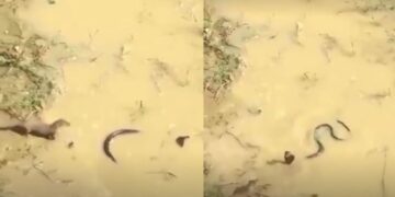 वायरल वीडियो: सांप और मोंगोज़ के बीच भीषण लड़ाई गूजबम्प्स देती है! अंत आपकी रीढ़ को ठंडक भेजेगा