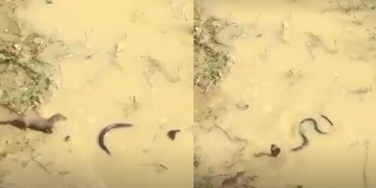 वायरल वीडियो: सांप और मोंगोज़ के बीच भीषण लड़ाई गूजबम्प्स देती है! अंत आपकी रीढ़ को ठंडक भेजेगा