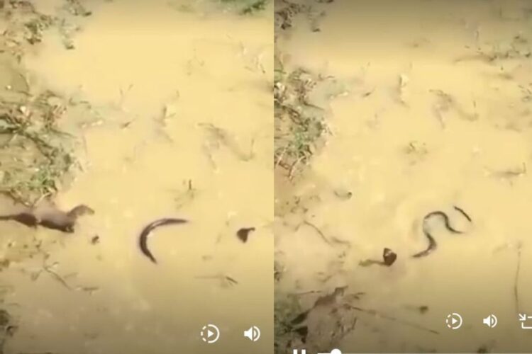 वायरल वीडियो: सांप और मोंगोज़ के बीच भीषण लड़ाई गूजबम्प्स देती है! अंत आपकी रीढ़ को ठंडक भेजेगा