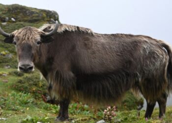 शोधकर्ता भारतीय याक के पहले-कभी गुणसूत्र-स्तरीय जीनोम को अनलॉक करते हैं