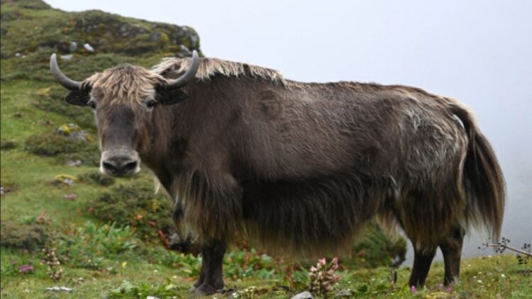 शोधकर्ता भारतीय याक के पहले-कभी गुणसूत्र-स्तरीय जीनोम को अनलॉक करते हैं