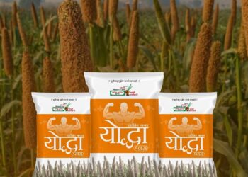 हार्वेस्ट तैयार लगभग 80 दिनों में: यह बाजरा हाइब्रिड एक गेम चेंजर है