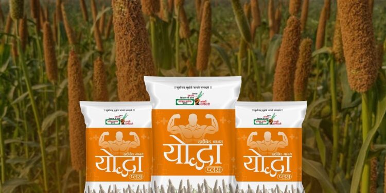 हार्वेस्ट तैयार लगभग 80 दिनों में: यह बाजरा हाइब्रिड एक गेम चेंजर है