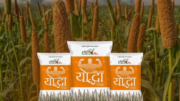 हार्वेस्ट तैयार लगभग 80 दिनों में: यह बाजरा हाइब्रिड एक गेम चेंजर है