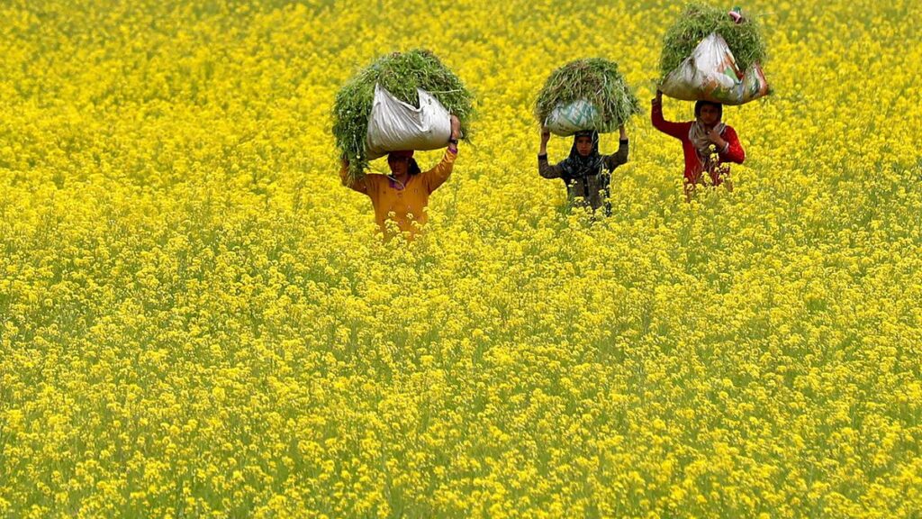 एक प्रतिबंध, एक विभाजन का फैसला, और एक स्वास्थ्य चिंता