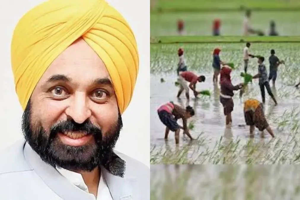 किसानों को भागवंत मान का उपहार! पंजाब में धान का बागान शुरू होता है, विवरण की जाँच करें
