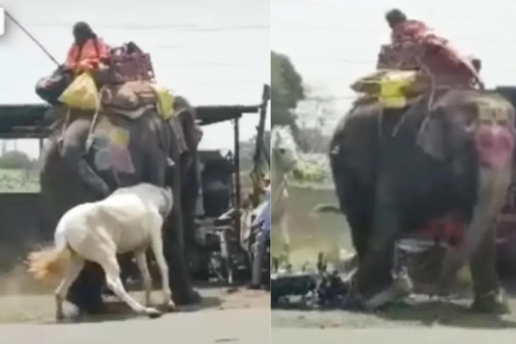 वायरल वीडियो: कैमरे पर पकड़े गए हाथी और घोड़े के बीच अनदेखी भीषण लड़ाई, वीडियो वायरल हो जाता है