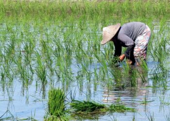 ADB, CGIAR & Gates Foundation एशिया-पैसिफिक में छोटे किसानों का समर्थन करने के लिए स्थायी, कम कार्बन चावल की खेती के लिए $ 1.5 बिलियन की पहल लॉन्च करें