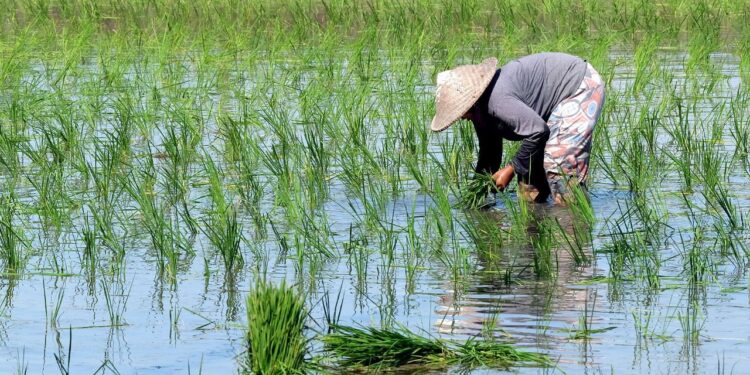ADB, CGIAR & Gates Foundation एशिया-पैसिफिक में छोटे किसानों का समर्थन करने के लिए स्थायी, कम कार्बन चावल की खेती के लिए $ 1.5 बिलियन की पहल लॉन्च करें