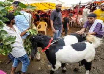 Bakrid 2025: मध्य प्रदेश गांव में कानूनी उलझन में बलिदान विवाद भूमि