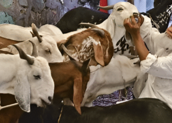 Bakrid 2025 सलाहकार: MP WAQF बोर्ड से प्रमुख दिशानिर्देश