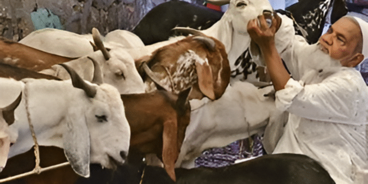 Bakrid 2025 सलाहकार: MP WAQF बोर्ड से प्रमुख दिशानिर्देश