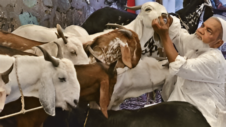 Bakrid 2025 सलाहकार: MP WAQF बोर्ड से प्रमुख दिशानिर्देश
