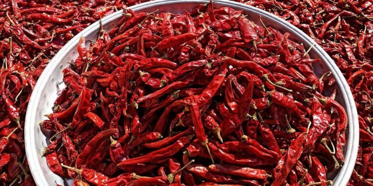 Byadagi Mhilli: उच्च उपज, कम गर्मी और बड़े मुनाफे के लिए कर्नाटक का लाल सोना!