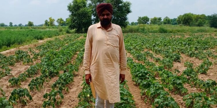 GFBN सक्सेस स्टोरी: हरियाणा की सुखजीत सिंह ने 60 लाख रुपये के कार्बनिक उद्यम में 72 एकड़ जमीन को बदल दिया, 600+ किसानों को प्रेरित किया