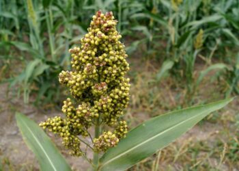 ICRISAT उंगली बाजरा अनुसंधान में तेजी लाने के लिए 'रैपिड-रैगी' स्पीड प्रजनन प्रोटोकॉल का परिचय देता है