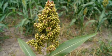 ICRISAT उंगली बाजरा अनुसंधान में तेजी लाने के लिए 'रैपिड-रैगी' स्पीड प्रजनन प्रोटोकॉल का परिचय देता है