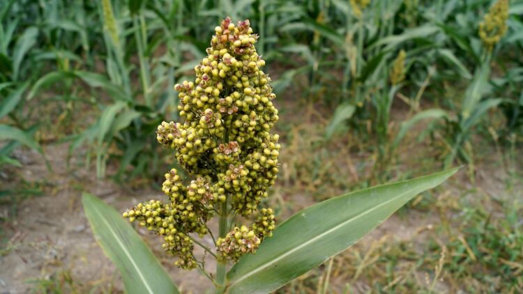 ICRISAT उंगली बाजरा अनुसंधान में तेजी लाने के लिए 'रैपिड-रैगी' स्पीड प्रजनन प्रोटोकॉल का परिचय देता है