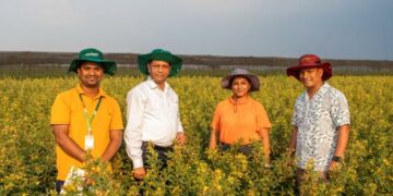 ICRISAT वैज्ञानिकों ने शॉर्ट-अवधि के कबूतर का विकास किया है जो 45 ° C गर्मी को सहन करता है