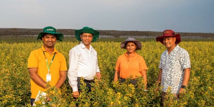 ICRISAT वैज्ञानिकों ने शॉर्ट-अवधि के कबूतर का विकास किया है जो 45 ° C गर्मी को सहन करता है