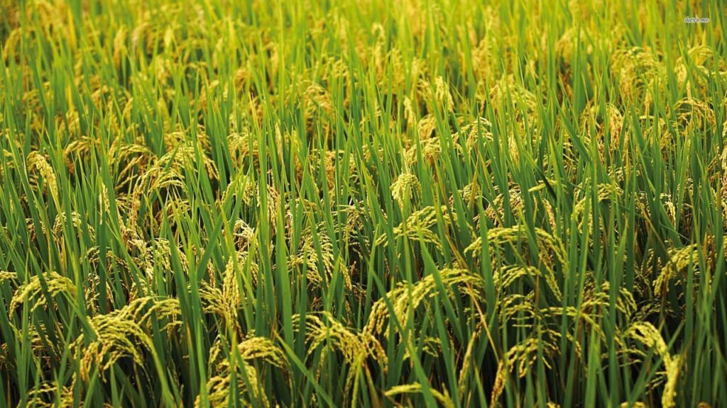 KHARIF बुवाई 2025: फसल क्षेत्र बढ़कर 89.29 लाख हेक्टेयर हो जाता है, चावल और दालें मजबूत वृद्धि देखते हैं