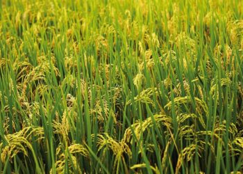KHARIF बुवाई 2025: फसल क्षेत्र बढ़कर 89.29 लाख हेक्टेयर हो जाता है, चावल और दालें मजबूत वृद्धि देखते हैं