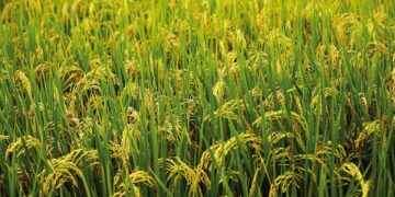 KHARIF बुवाई 2025: फसल क्षेत्र बढ़कर 89.29 लाख हेक्टेयर हो जाता है, चावल और दालें मजबूत वृद्धि देखते हैं